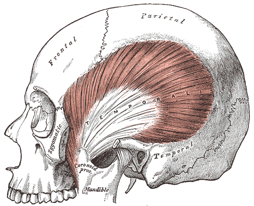 Musculus temporalis
